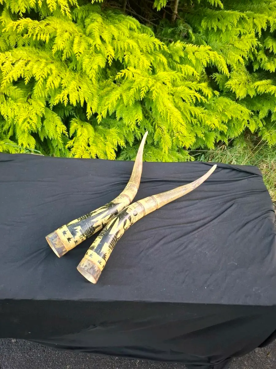 Pair of water buffalo horns possible to post - Image 1