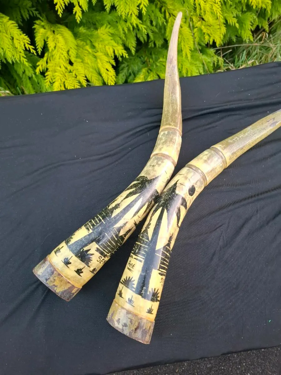 Pair of water buffalo horns possible to post - Image 2