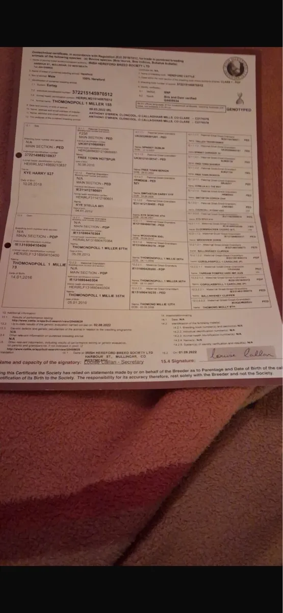 Hereford bull - Image 4