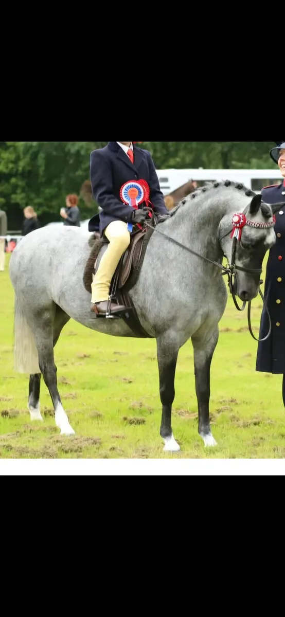 Show pony - Image 1