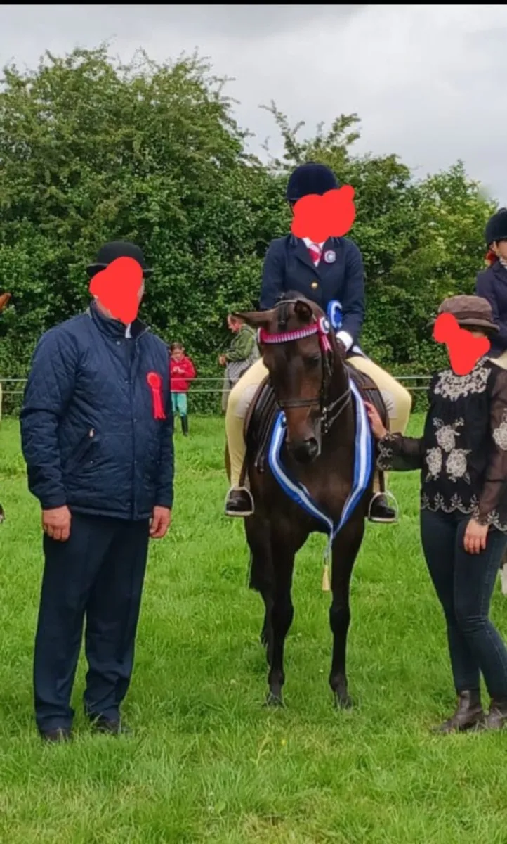 138 Show Pony/PB Arab - Image 2