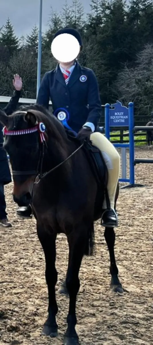 138 Show Pony/PB Arab - Image 3