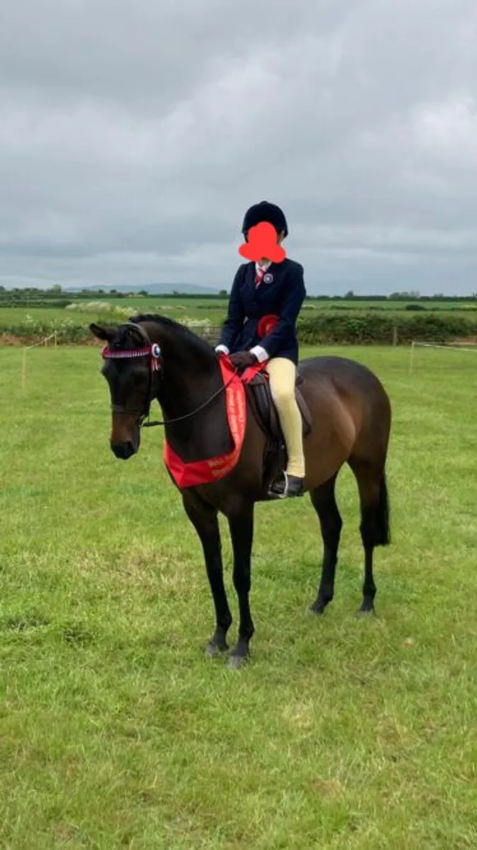 138 Show Pony/PB Arab - Image 4