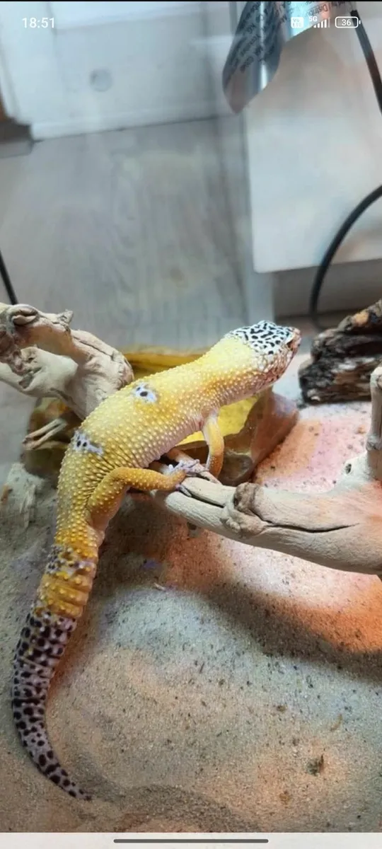 Male leapard gecko and enclosure everything includ