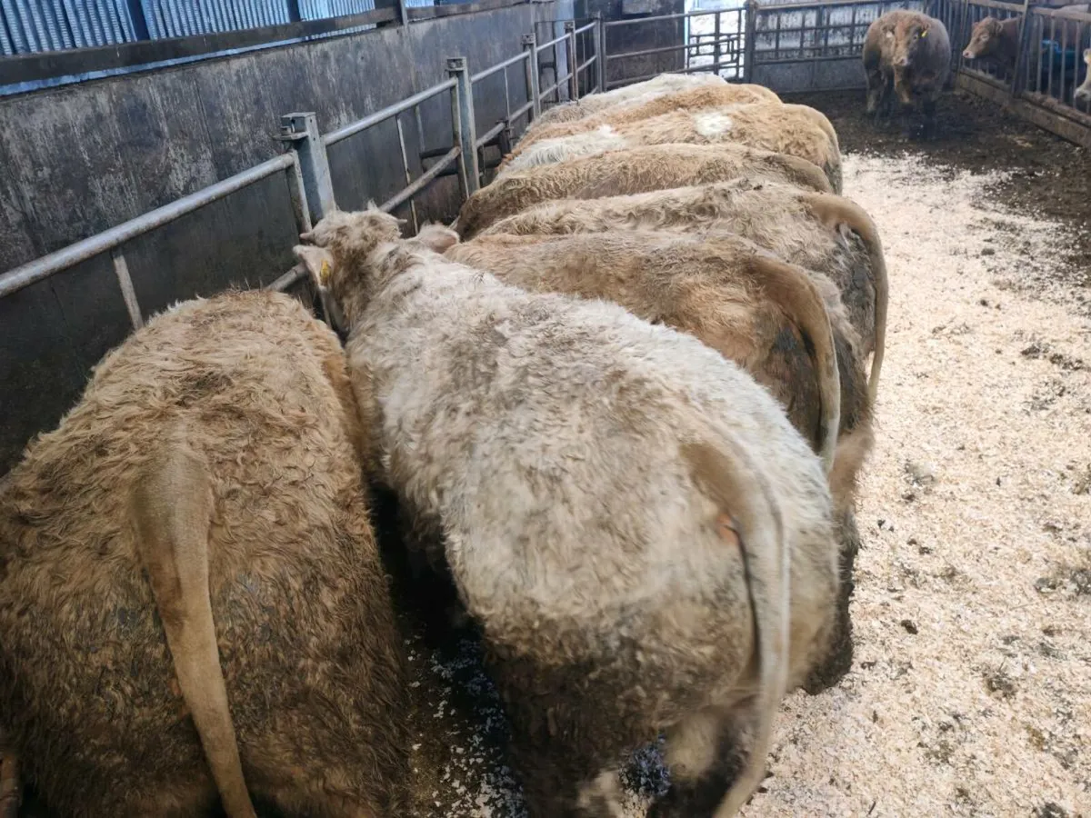 🔥10  Exceptiona U Grade Bullock's.🔥 - Image 1