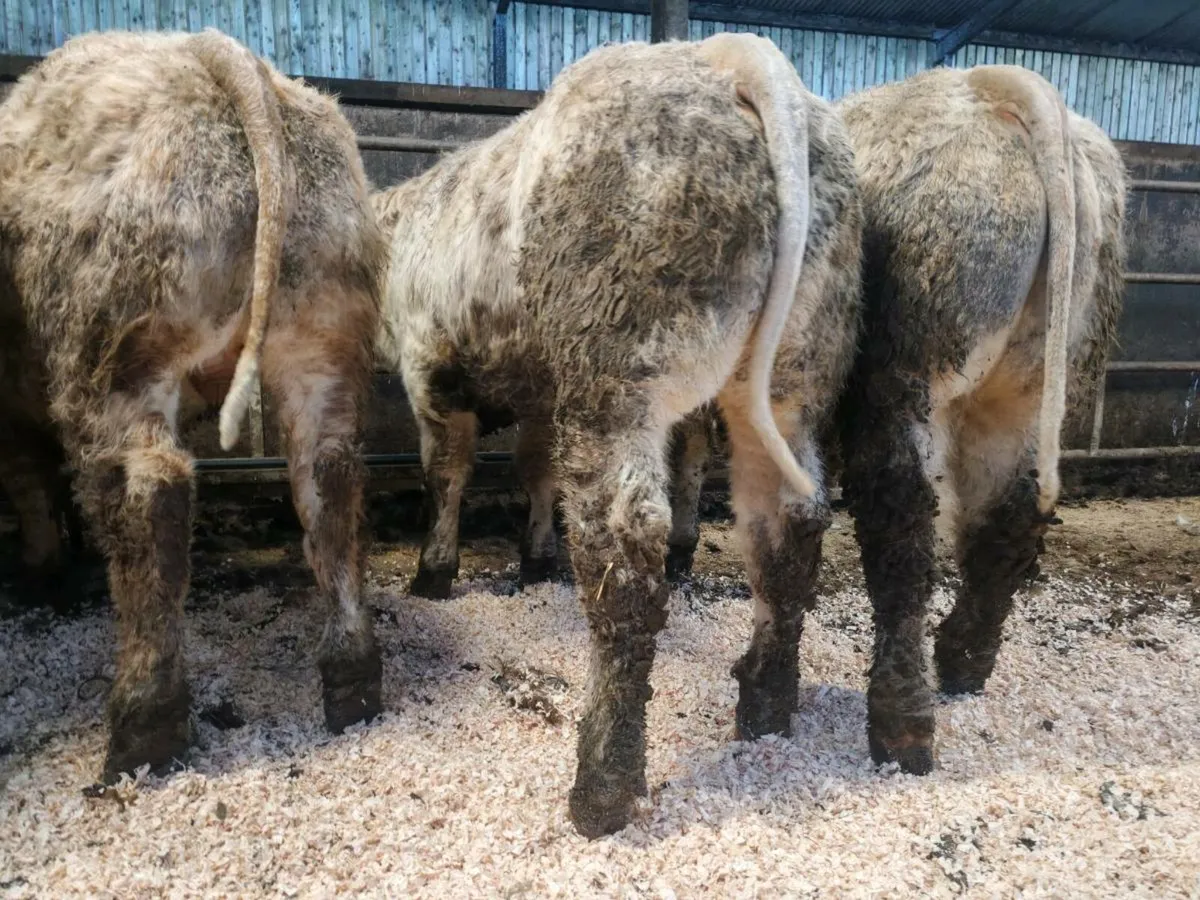 🔥10  Exceptiona U Grade Bullock's.🔥 - Image 2