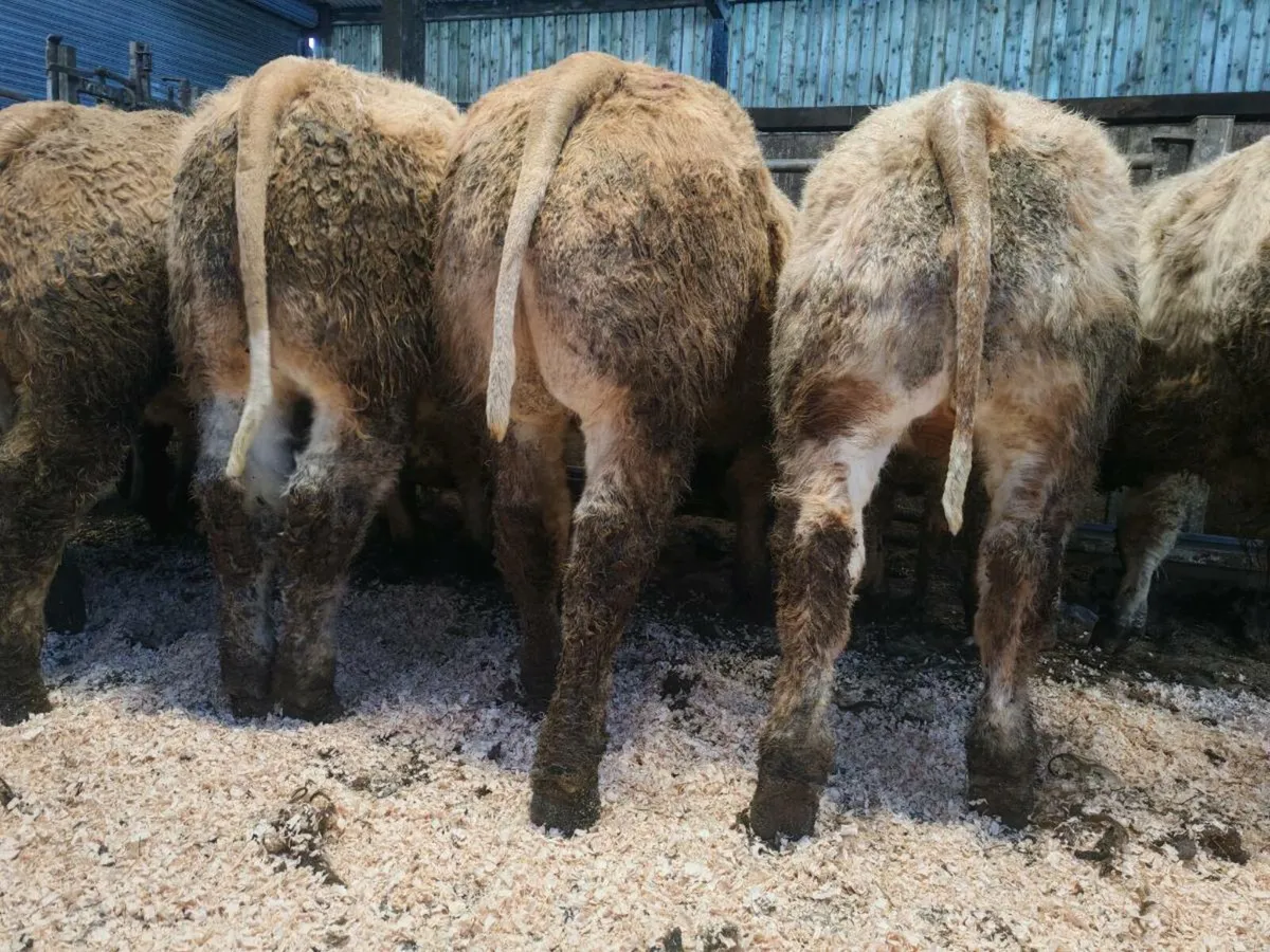 🔥10  Exceptiona U Grade Bullock's.🔥 - Image 3