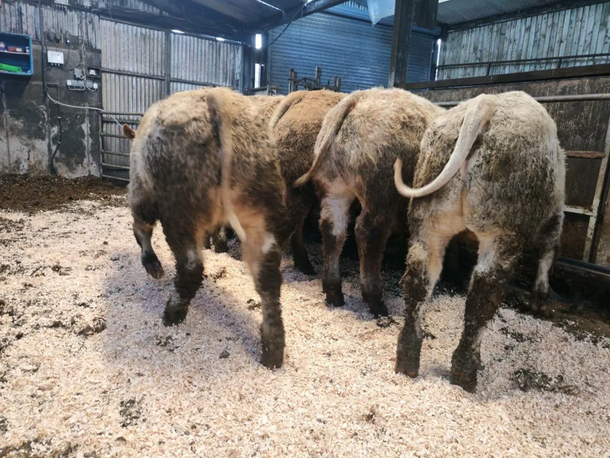 🔥10  Exceptiona U Grade Bullock's.🔥 - Image 4