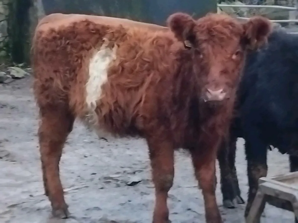 2 Quality Angus Heifer Weanlings - Image 2