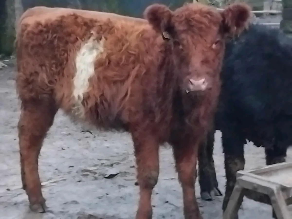 2 Quality Angus Heifer Weanlings - Image 3
