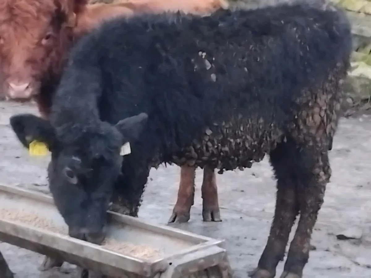 2 Quality Angus Heifer Weanlings - Image 4