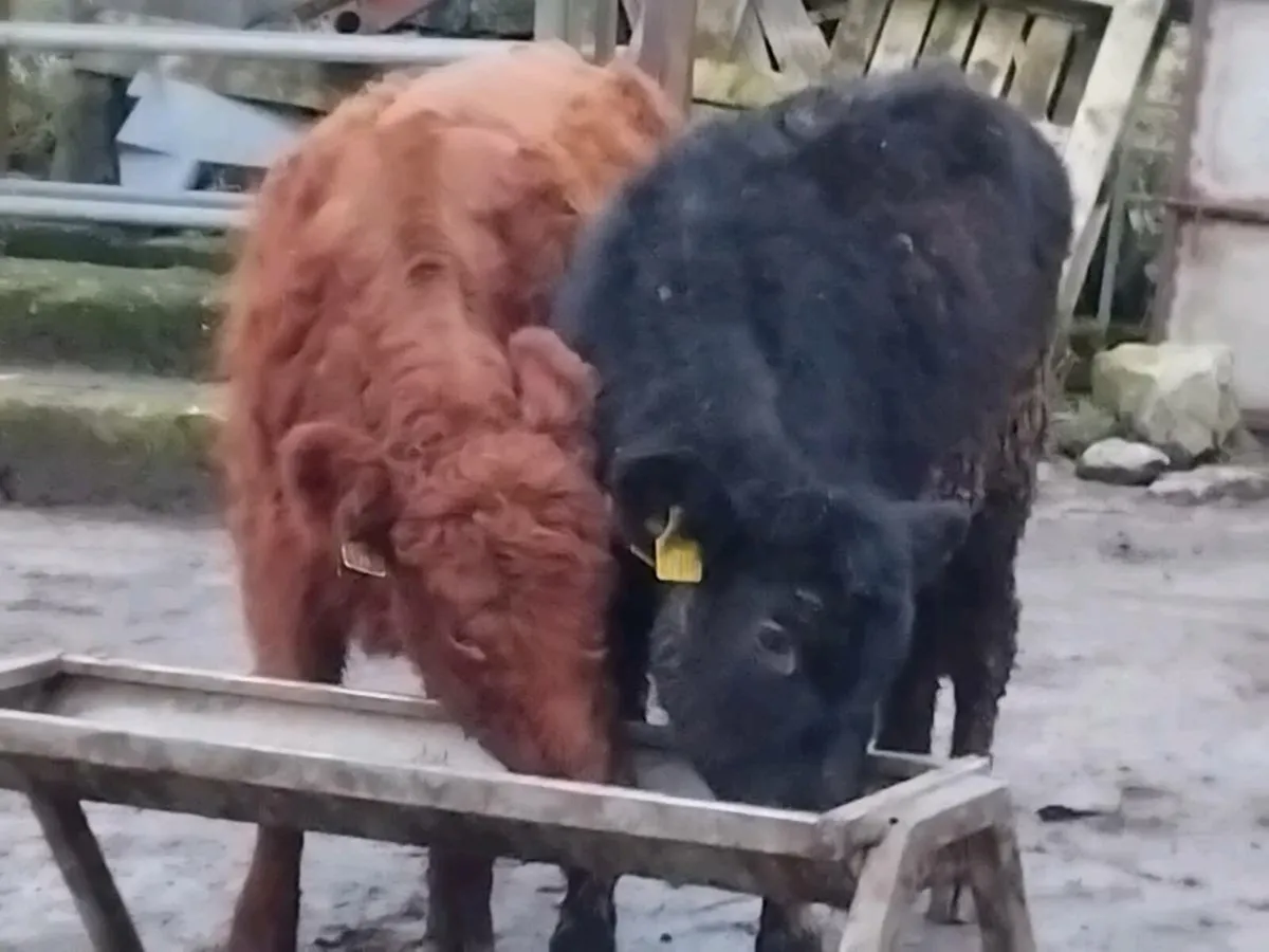 2 Quality Angus Heifer Weanlings - Image 1