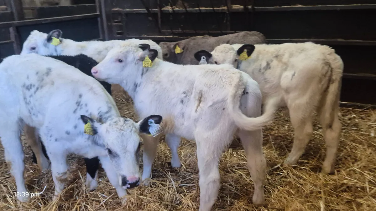 6 Proper Continental bull calves - Image 1