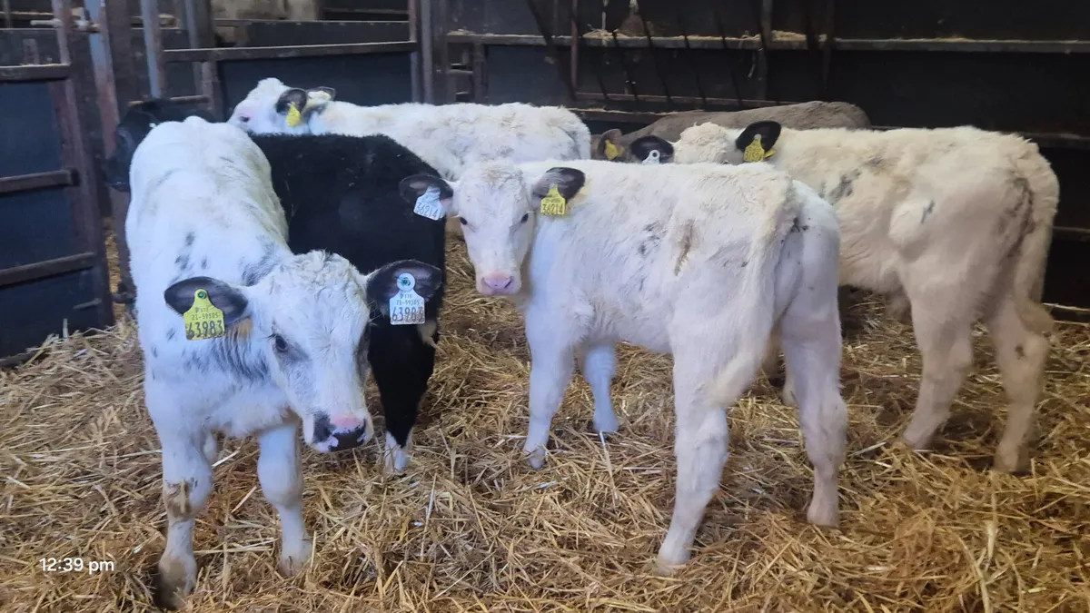 6 Proper Continental bull calves - Image 4