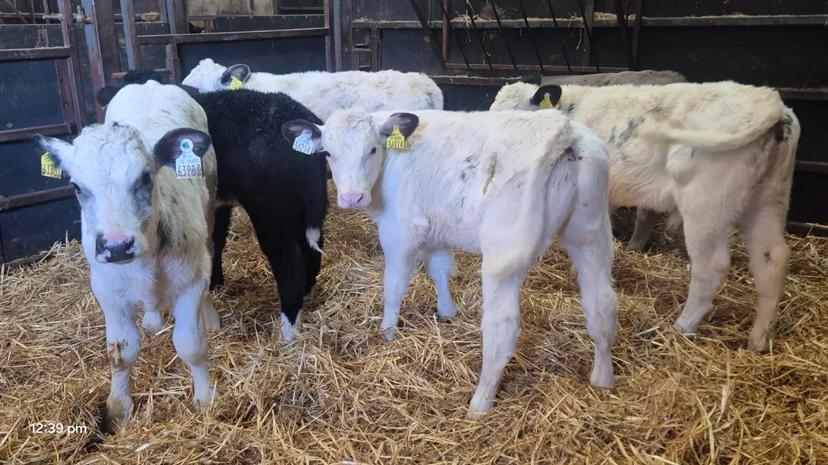 6 Proper Continental bull calves - Image 3