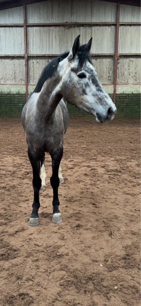 4yo mare - Image 3