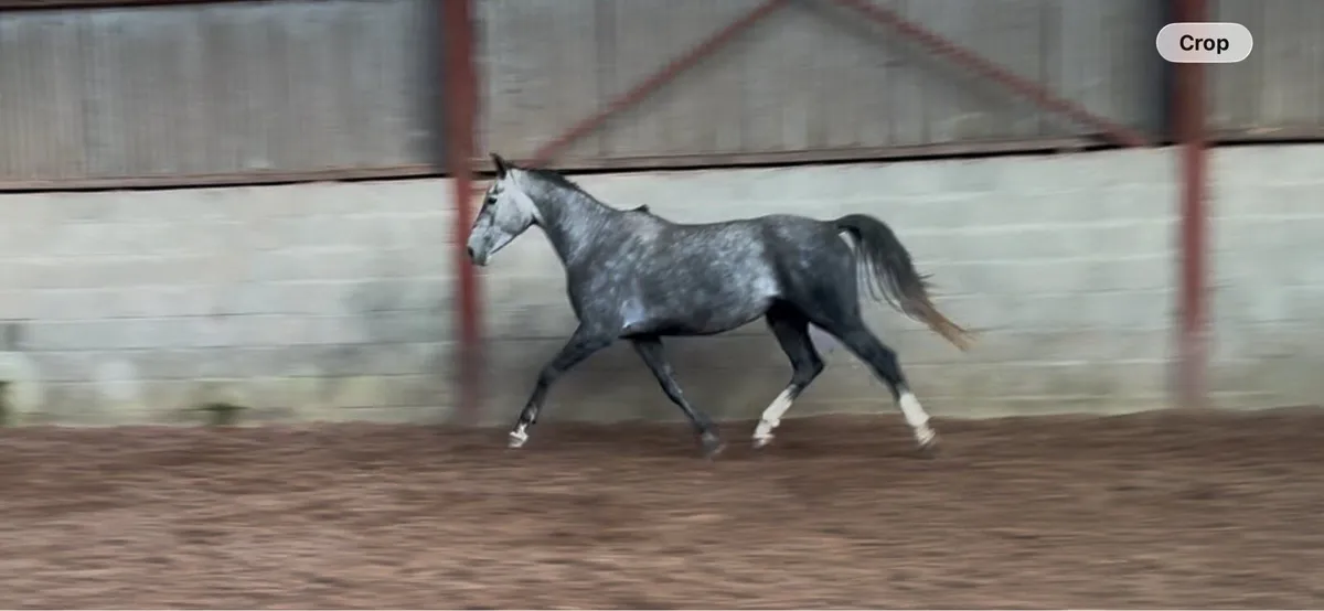 4yo mare - Image 4