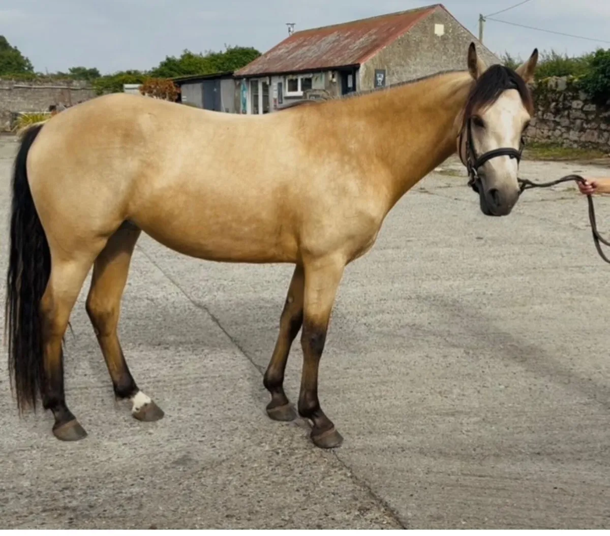 The Material Girl - Image 3