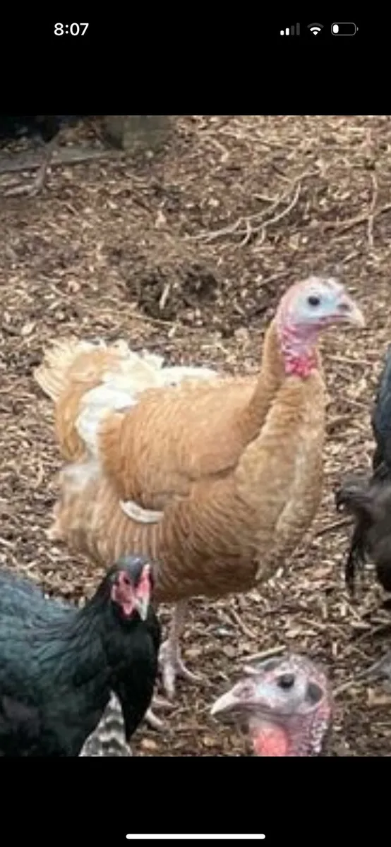 Turkeys - Image 2