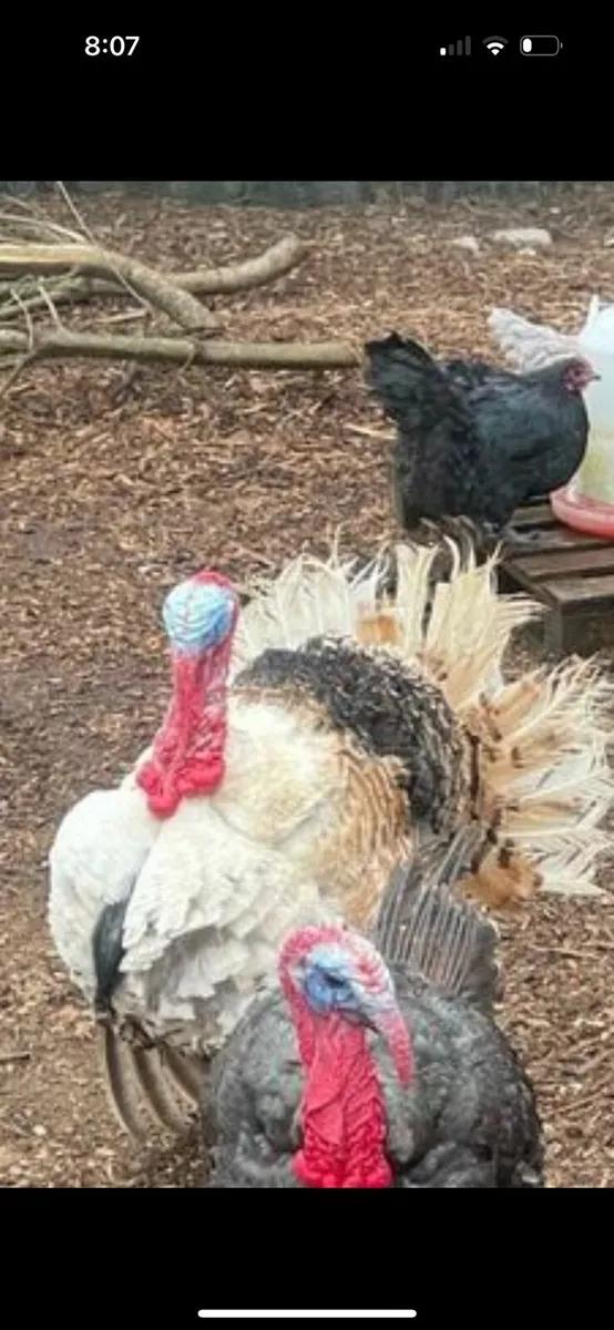 Turkeys - Image 3