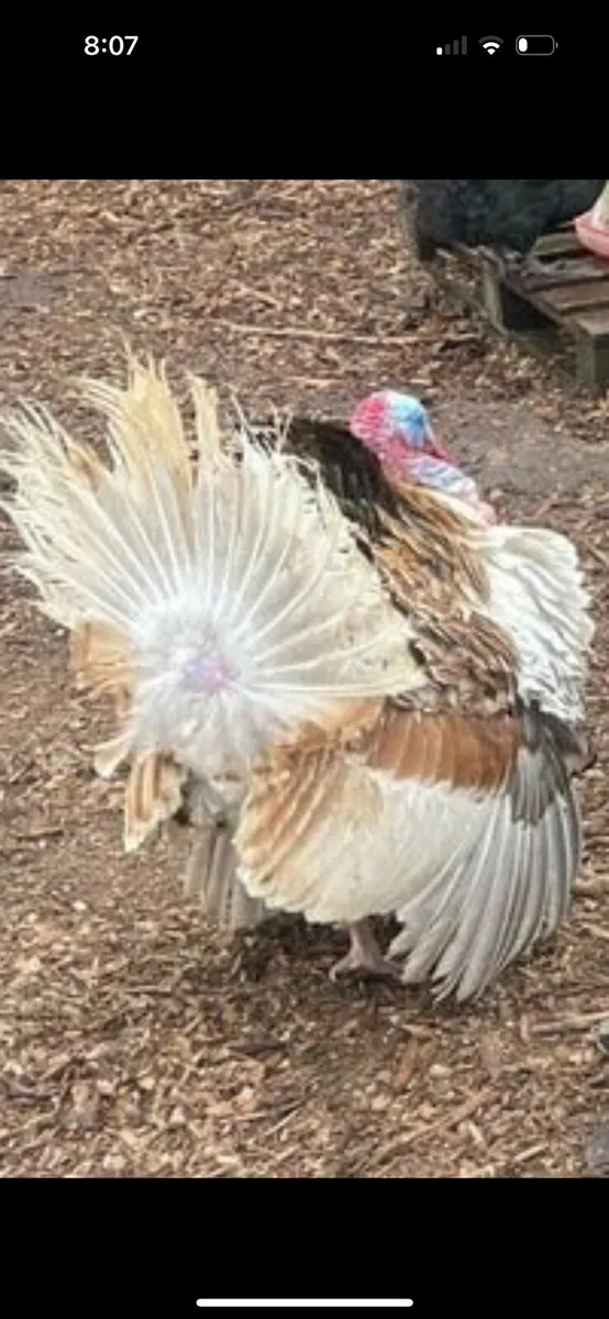 Turkeys - Image 4