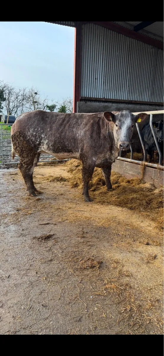 Ballybay Fat Stock Sale Sat 6th Dec - Image 2
