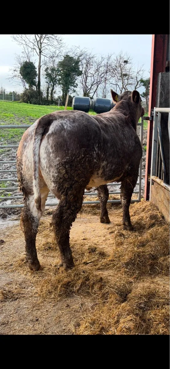 Ballybay Fat Stock Sale Sat 6th Dec - Image 3
