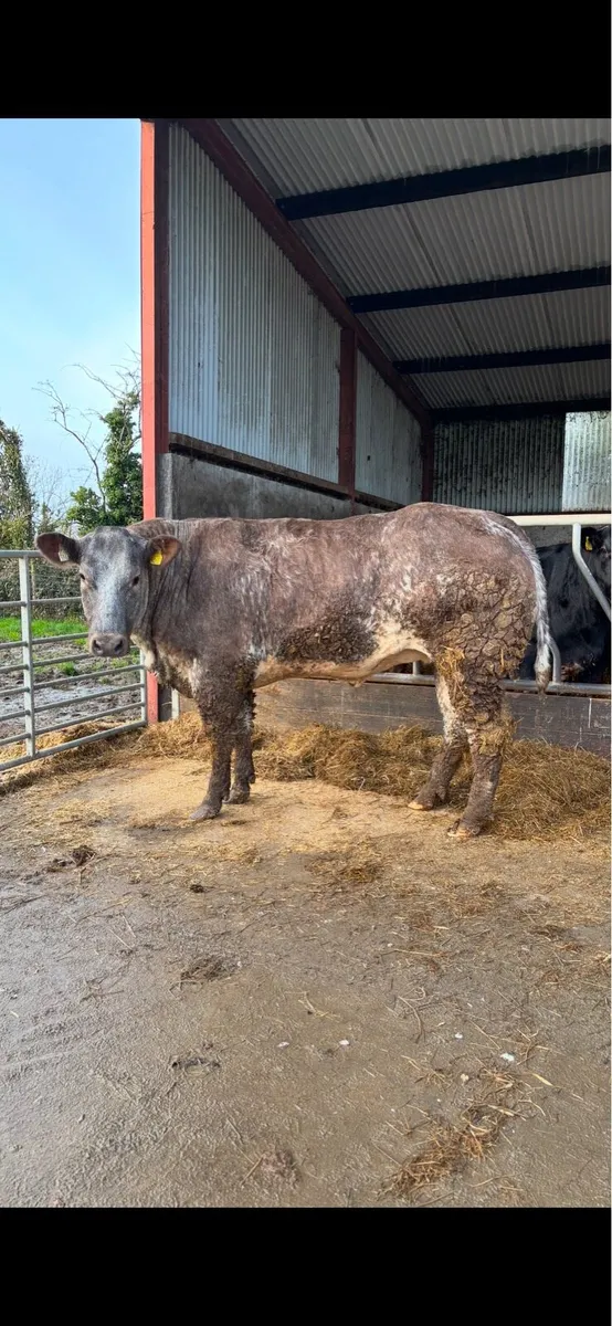 Ballybay Fat Stock Sale Sat 6th Dec - Image 1