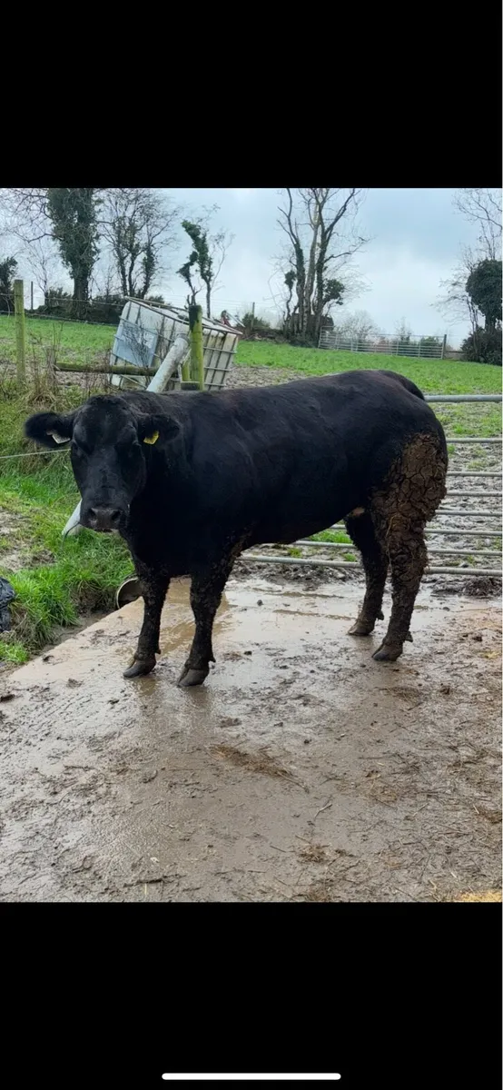 Ballybay Fat Stock Sale Sat 6th Dec - Image 4