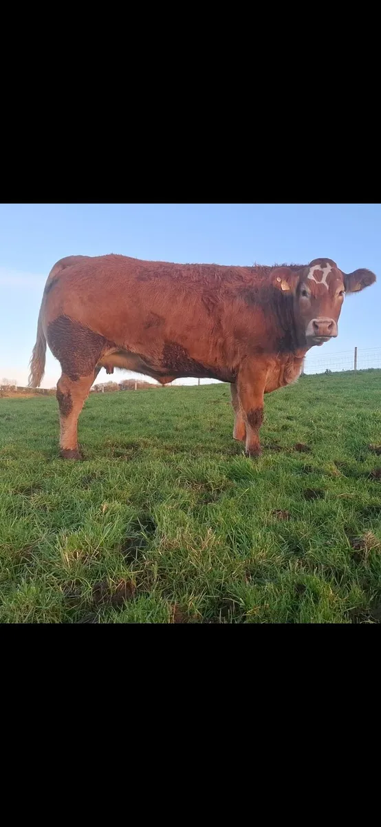 Springing heifers - Image 1