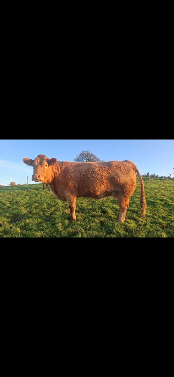 Springing heifers - Image 2