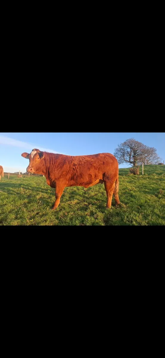 Springing heifers - Image 3