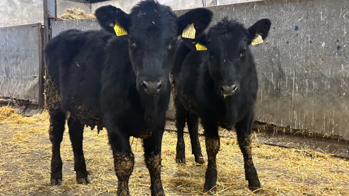 2 Aberdeen Angus Heifer Wealings - Image 1