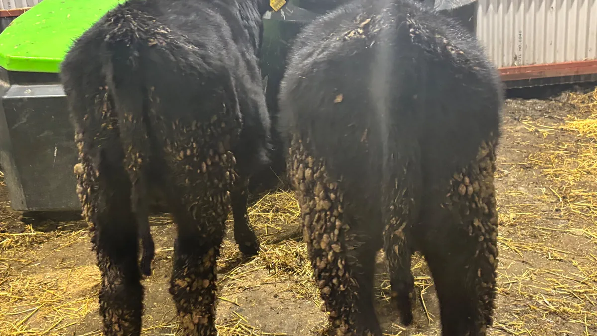 2 Aberdeen Angus Heifer Wealings - Image 4