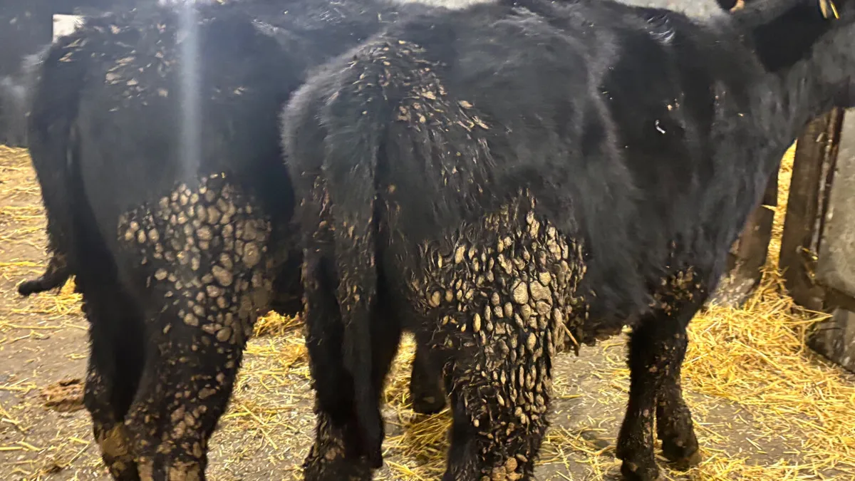 2 Aberdeen Angus Heifer Wealings - Image 2