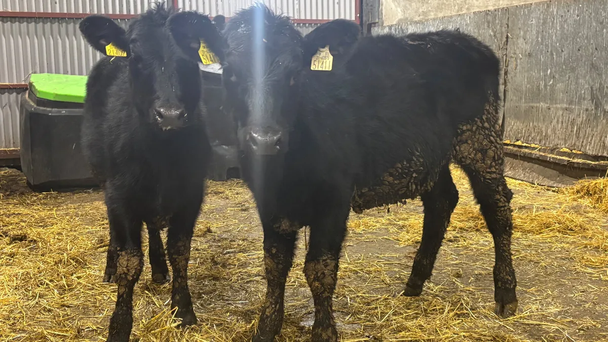 2 Aberdeen Angus Heifer Wealings - Image 3