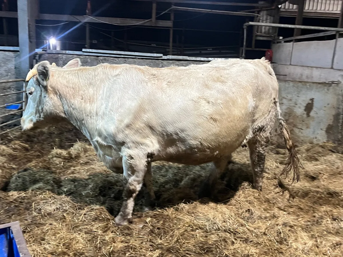 Top quality Charlaois heifer springing to calve - Image 3