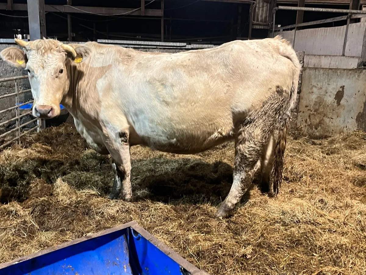 Top quality Charlaois heifer springing to calve - Image 1