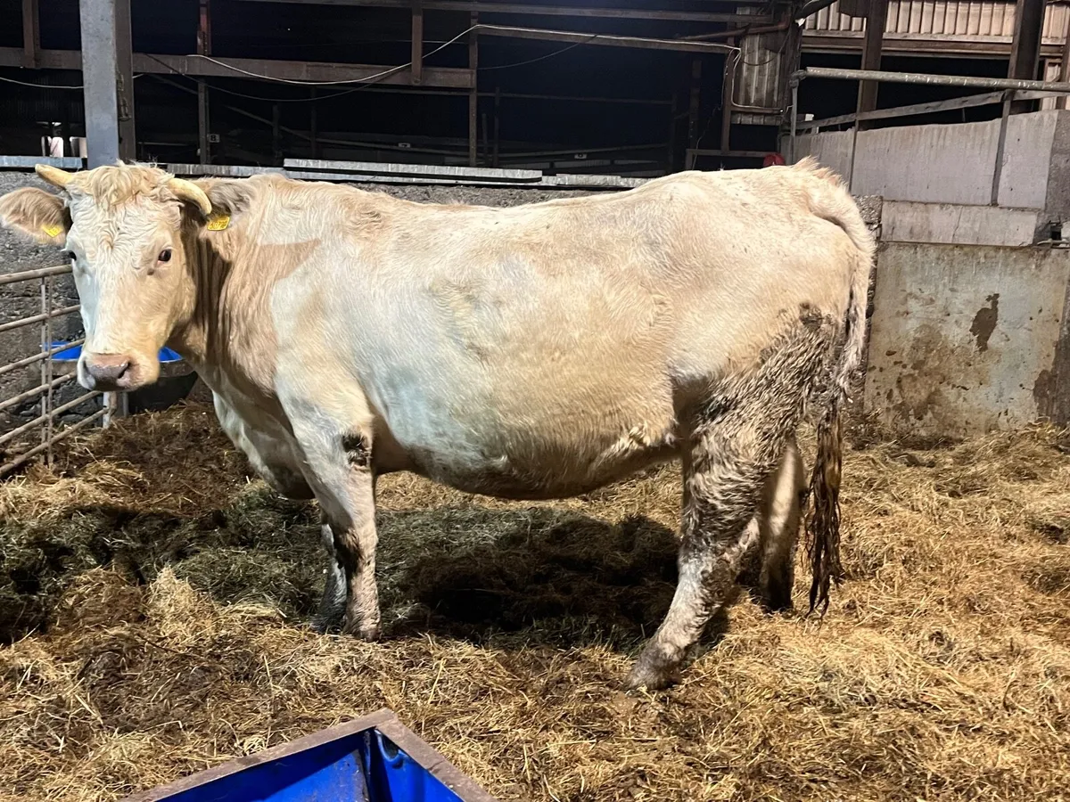 Top quality Charlaois heifer springing to calve - Image 4