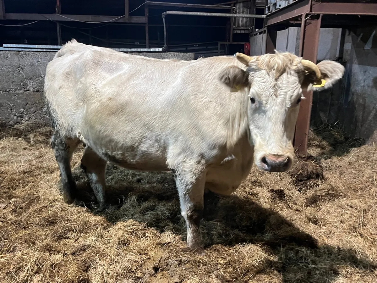 Top quality Charlaois heifer springing to calve - Image 2