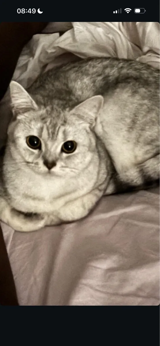 British Shorthair Cat - Image 1