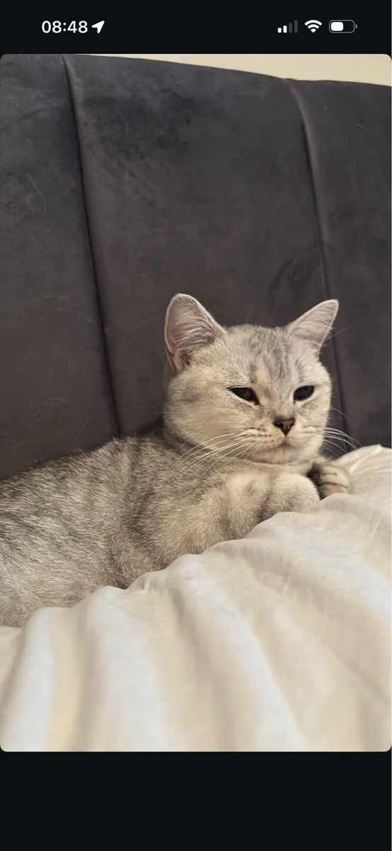 British Shorthair Cat - Image 2