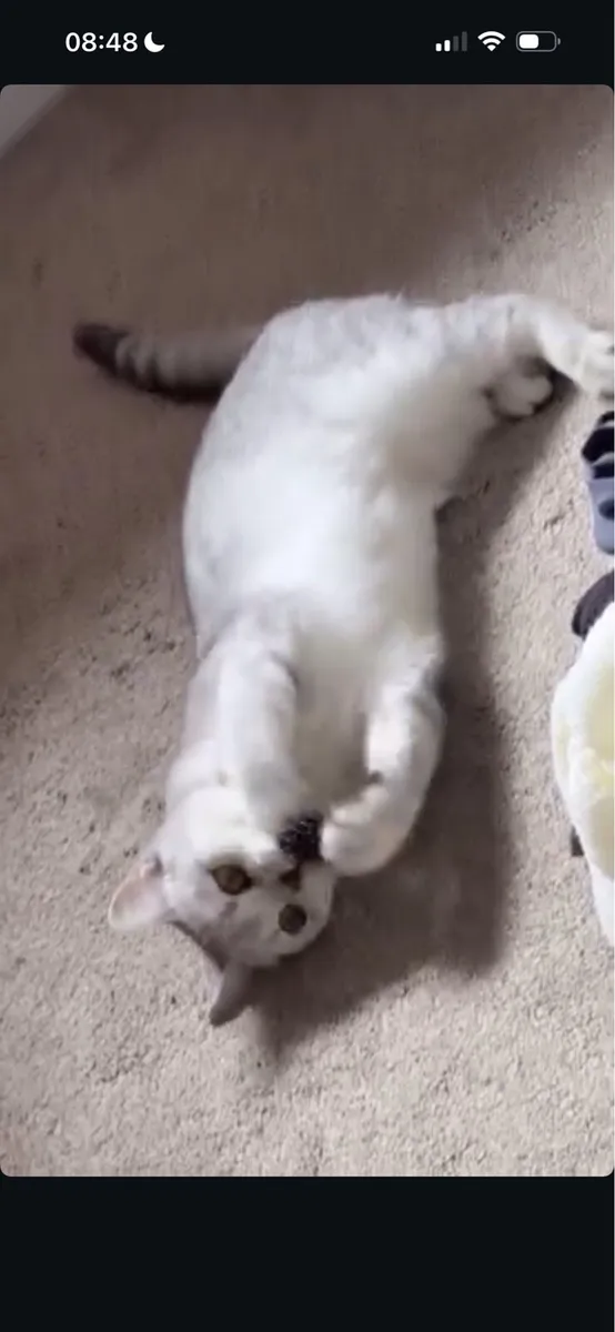 British Shorthair Cat - Image 3