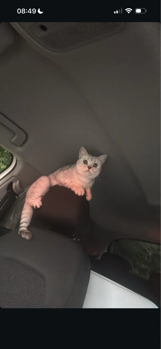 British Shorthair Cat - Image 4