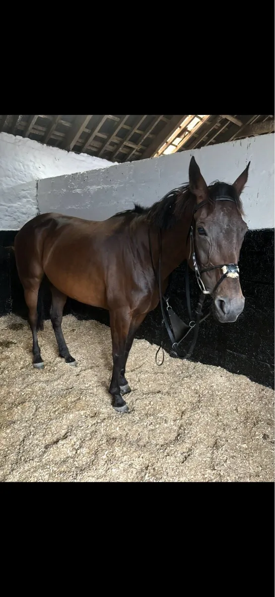 Thoroughbred Mare - Image 1