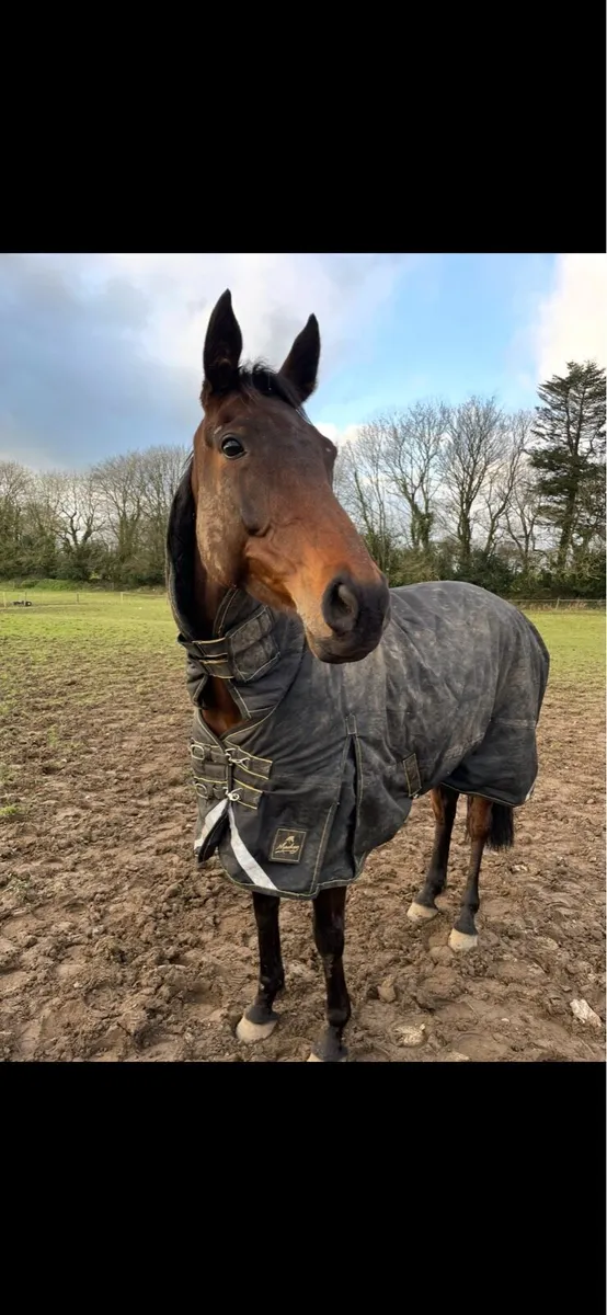 Thoroughbred Mare - Image 4