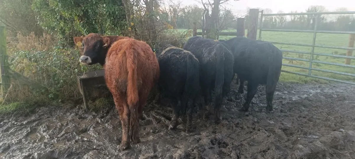 Dexter Cattle for sale - Image 1