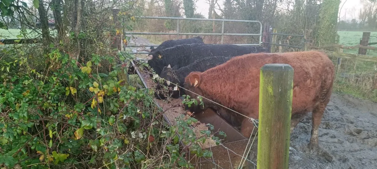 Dexter Cattle for sale - Image 2