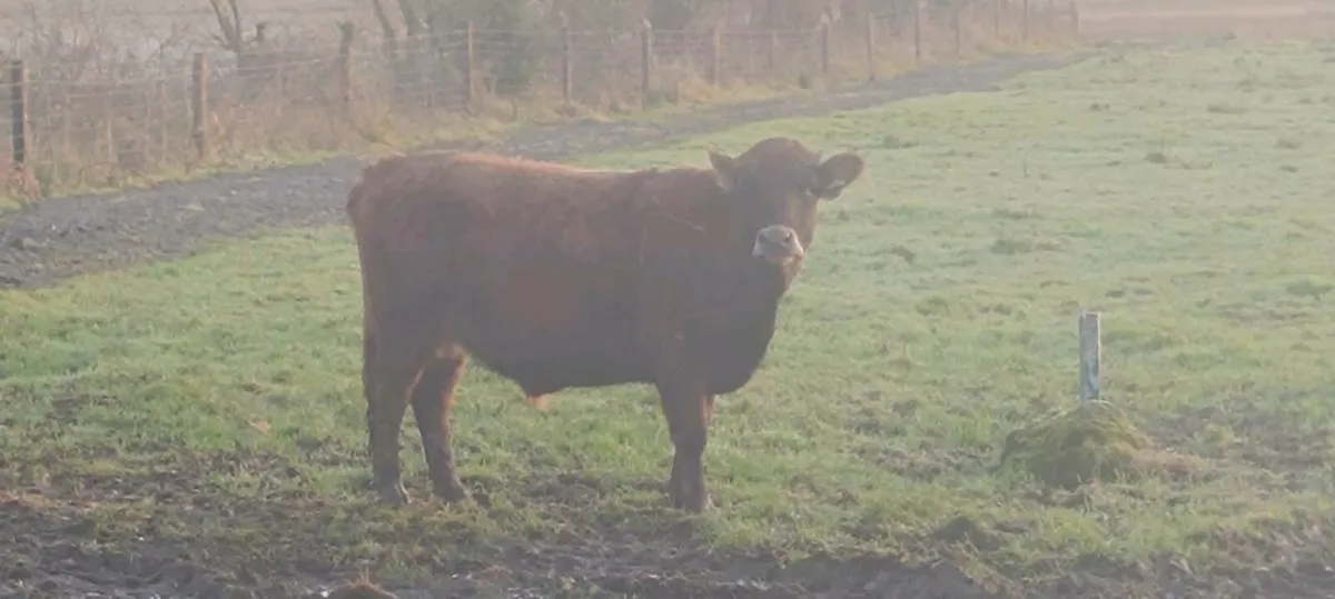 Dexter Cattle for sale - Image 3