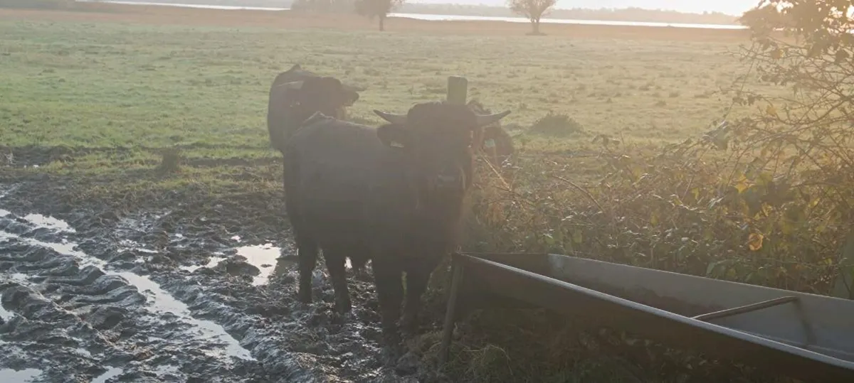 Dexter Cattle for sale - Image 4